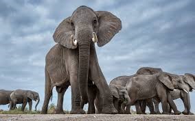 Elephant Experience