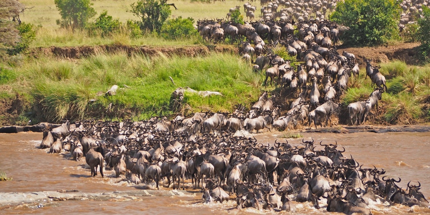 Safari image 11